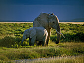 Tanzania, two elephants in savanna