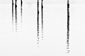Dock Posts in Water With Reflection, Madison, Connecticut, USA