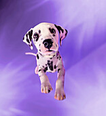 Dalmation With Purple Background