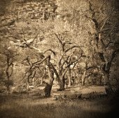 Painterly Sunlit Forest, Green River, Utah, USA