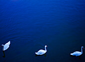 Three Swans on Calm Water