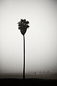 Lone Palm Tree on Foggy Beach, Venice Beach, California, USA