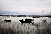 Cows Grazing in Field, Tombstone, Arizona, USA