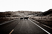 Two Cows Crossing Desert Road, Utah, USA