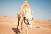 Camel in Desert, Dubai, United Arab Emirates
