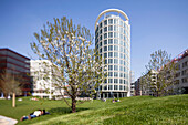 Cherry tree in blossom, office building in background, HafenCity, Hamburg, Germany