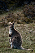 Tamar Wallaby with joey in pouch, Walls of Jerusalem National Park, UNESCO World Nature Site, Tasmania, Australia