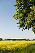 Erneuerbare Energie, Rapsfeld im Sonnenlicht, Schleswig Holstein, Deutschland, Europa