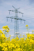 Erneuerbare Energie, Strommast im Rapsfeld, Schleswig Holstein, Deutschland, Europa