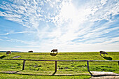 Schafe auf dem Deich im Sonnenlicht, Nordstrand, Schleswig Holstein, Deutschland, Europa