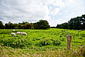 Sheep out at feed, Island of Foehr, Schleswig Holstein, Germany, Europe