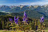 Willow Gentian in the sunlight, Achental Valley, Alps, Austria, Europe