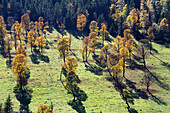 Großer Ahornboden, Bergahorn in der Eng im Herbst, Österreich, Europa