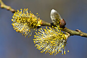Männliche Blüten der Salweide, Salix caprea, Bayern, Deutschland, Europa