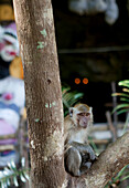 Affe im Höhlentempel des Khao Sok Nationalparks, Khao Sok Nationalpark, Andamanensee, Thailand