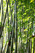 Bambuswald, Khao Sok Nationalpark, Andamanensee, Thailand
