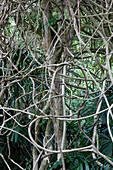 Creeper plant at the garden of Koh Ra eco lodge, Koh Ra, Andaman Sea, Thailand