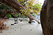 Trees hanging into the sea at a beach on Surin Island, Surin Island Maritim National Park, Andaman Sea, Thailand