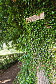 Schild an efeuüberwachsenem Baum, Weltenburg, Bayern, Deutschland, Europa