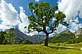 Alter Ahornbaum, Großer Ahornboden, Tirol, Österreich