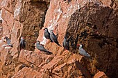 INCA TERN larosterna inca GROUP OF ADULTS ON ROCK BALLESTAS ISLANDS IN PARACAS NATIONAL PARK PERU