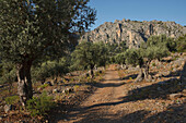 Olivenbäume auf dem Weg zur Finca Balitx d´Avall, Tramuntana Gebirge, Mallorca, Balearen, Spanien, Europa