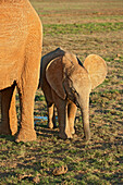 Elefant mit Jungtier, Addo Elefanten Nationalpark, Ostkap, Südafrika, Afrika