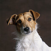 Jack Russell