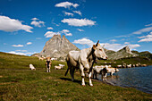 Herd of cattle at lake Lac Roumassot, Pic du Midi d'Ossau in background, Ossau Valley, French Pyrenees, Pyrenees-Atlantiques, Aquitaine, France
