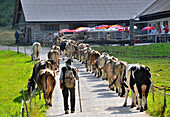 Kühe auf einem Weg am Vilsalpsee im Tannheimer Tal, Ausserfern, Tirol, Österreich, Europa