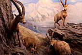 Senckenberg-Museum, Diorama mit Alpen-Steinböcken (Capra ibex ibex), eine zwischen Wald- und Eisgrenze lebende Ziegenart. Hier vor einem Wandbild von Wilhelm Lefèbre, Frankfurt am Main, Hessen, Deutschland, Europa