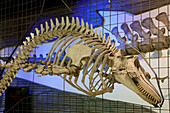 Senckenberg-Museum, Blick in den Saal mit den Walen und Elefanten. Hier wird die Entwicklungsgeschichte der beiden Großsäugerordnungen gezeigt, Schwertwal (Orcinus orca), Frankfurt am Main, Hessen, Deutschland, Europa