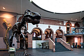 Senckenberg-Museum, Blick in den Sauriersaal (Erdgeschoss). Blick auf den Tyrannosaurus rex mit seinen beeindruckenden, bis zu 14 cm langen Zähnen. Im Hintergrund steht Euoplocephalus tutus, der vor 80-65 Mio. Jahren lebte. Direkt hinter dem T-rex das rie