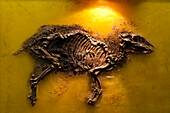 Senckenberg-Museum, Urpferdchen (Propalaeotherium mit zwei Arten) aus dem UNESCO Weltnaturerbe Grube Messel bei Darmstadt (Untergeschoss in der Geologie). Die Tiere waren etwa Schäferhund groß und lebten vor 47 Mio Jahren, Frankfurt am Main, Hessen, Deuts