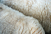 Close-up of sheep's wool