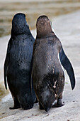 Penguins walking side by side, rear view