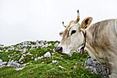 Cow at Ebenalp, Alpsteingebirge, Saentis, Appenzeller Land, Switzerland, Europe