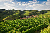 Hills and vineyards around Schelingen, Kaiserstuhl, Baden-Wuerttemberg, Germany, Europe