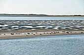 Seals sunbathing, Norderney, East Frisian Islands, Lower Saxony, Germany