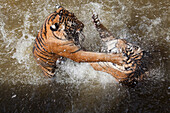 Tigers fight in water at Pha Luang Ta Bua (Temple of the Tigers), near Kanchanaburi, Thailand