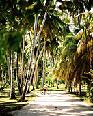 Tourist in coconut tree plantation at L'Union Estate, La Digue, La Digue and Inner Islands, Republic of Seychelles, Indian Ocean