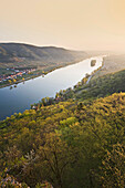 Forest and Danube river in the sunlight, Unterloiben, Oberloiben, Krems, Wachau, Lower Austria, Austria, Europe