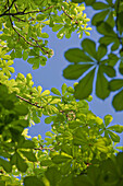 Blick von unten auf Kastanienblätter im Sonnenlicht, Baden, Niederösterreich, Österreich, Europa