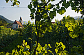 View through vines onto church in the sunlight, Weissenkirchen, Wachau, Lower Austria, Austria, Europe