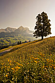 Almwiese mit Baum im Sonnenlicht, Ober Toggenburg, St. Gallen, Schweiz, Europa