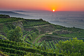 Weinberg im Kremstal bei Sonnenaufgang, Krems, Niederösterreich, Österreich, Europa