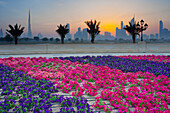 Blumen und Palmen vor der Skyline bei Sonnenuntergang, Dubai, Vereinigte Arabische Emirate, VAE, Asien
