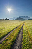 Cart path and meadow in the sunlight, Bavaria, Germany, Europe