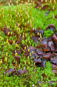 Close up of moss and leaves, Norway