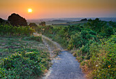 Vineyards at dawn, Baden near Vienna, Vienna Basin, Lower Austria, Austria